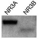 Validation Data - Anti-Glutamate NMDA Receptor NR3A/B Subunit Antibody [K35/40] - BSA and Azide free (A304484)