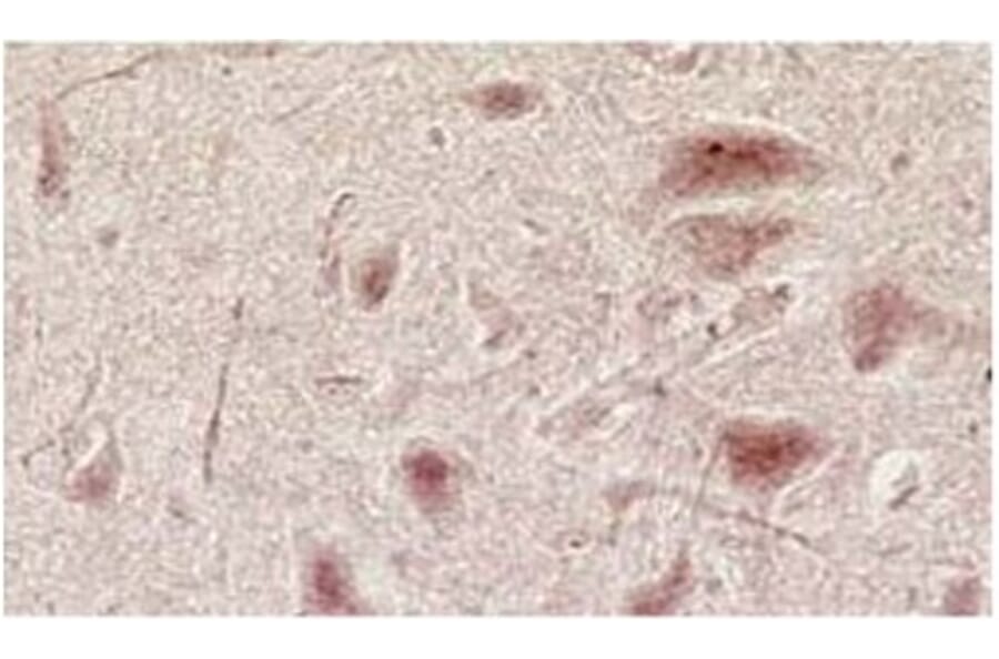 Validation Data - Anti-Glutamate NMDA Receptor NR3A/B Subunit Antibody [K35/40] - BSA and Azide free (A304484)