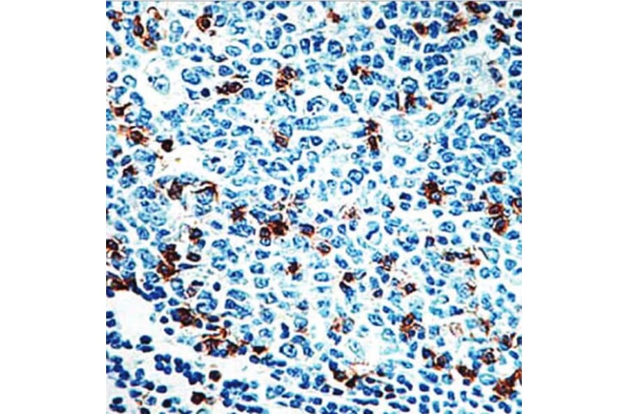 Validation Data - Anti-CD57 Antibody [G539.1] (A304485)