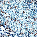 Validation Data - Anti-CD57 Antibody [G539.1] (A304485)