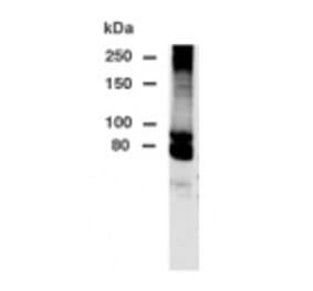 Validation Data - Anti-DPP10 Antibody - BSA and Azide free (A304512)