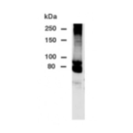 Validation Data - Anti-DPP10 Antibody - BSA and Azide free (A304512)