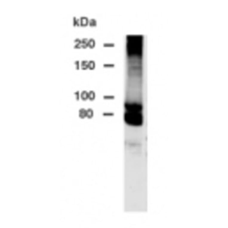 Validation Data - Anti-DPP10 Antibody - BSA and Azide free (A304512)