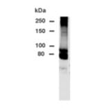 Validation Data - Anti-DPP10 Antibody - BSA and Azide free (A304512)