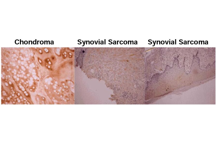 Validation Data - Anti-Osteocalcin Antibody [OC4-30] - Azide free (A304520)