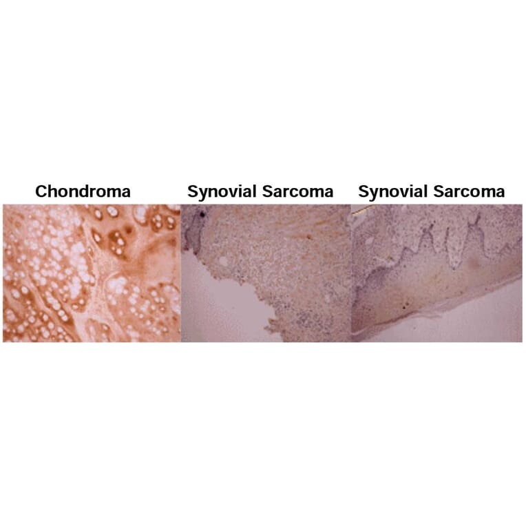 Validation Data - Anti-Osteocalcin Antibody [OC4-30] - Azide free (A304520)