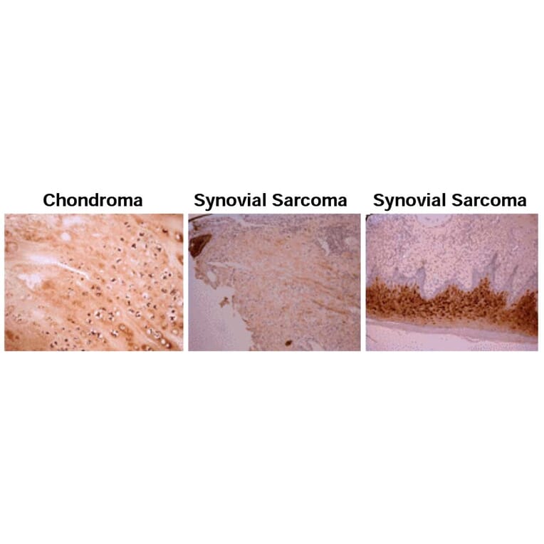 Validation Data - Anti-Osteocalcin Antibody [OCG2] - Azide free (A304522)