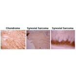 Validation Data - Anti-Osteocalcin Antibody [OCG2] - Azide free (A304522)