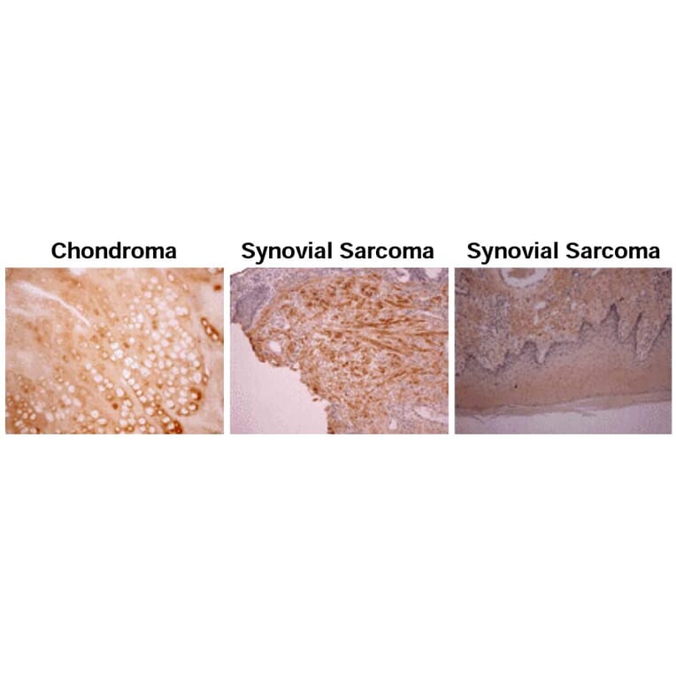Validation Data - Anti-Osteocalcin Antibody [OCG4] - Azide free (A304523)
