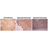 Validation Data - Anti-Osteocalcin Antibody [OCG4] - Azide free (A304523)