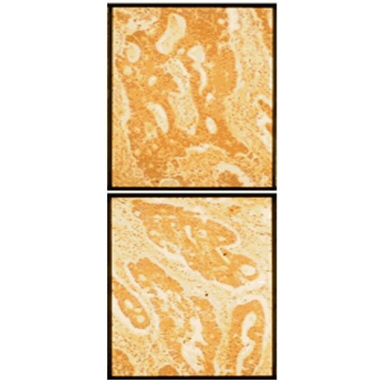 Validation Data - Anti-Fibronectin Antibody [FN12-8] - Azide free (A304547)