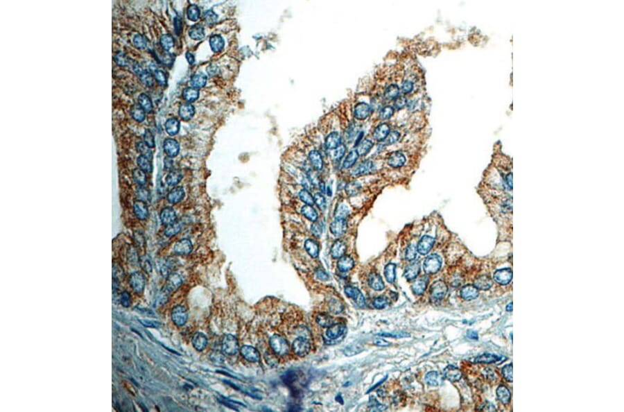 Validation Data - Anti-p75 NGF Receptor Antibody [G637.1] (A304554)