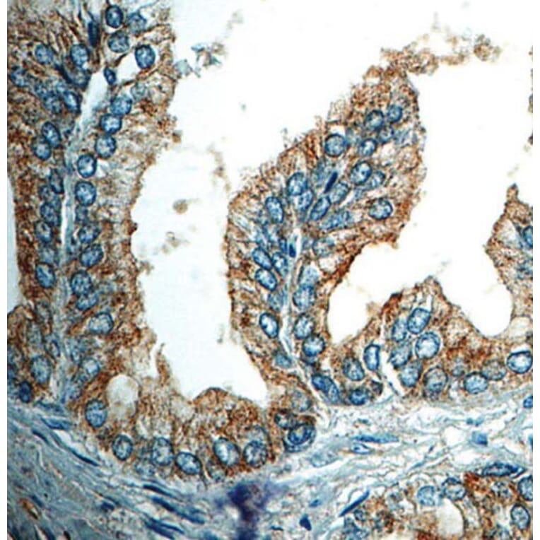 Validation Data - Anti-p75 NGF Receptor Antibody [G637.1] (A304554)