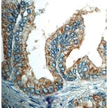 Validation Data - Anti-p75 NGF Receptor Antibody [G637.1] (A304554)