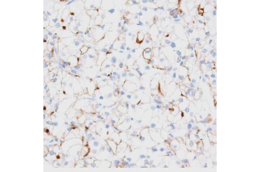 Validation Data - Anti-TIM3 Antibody [G003.1] (A304570)