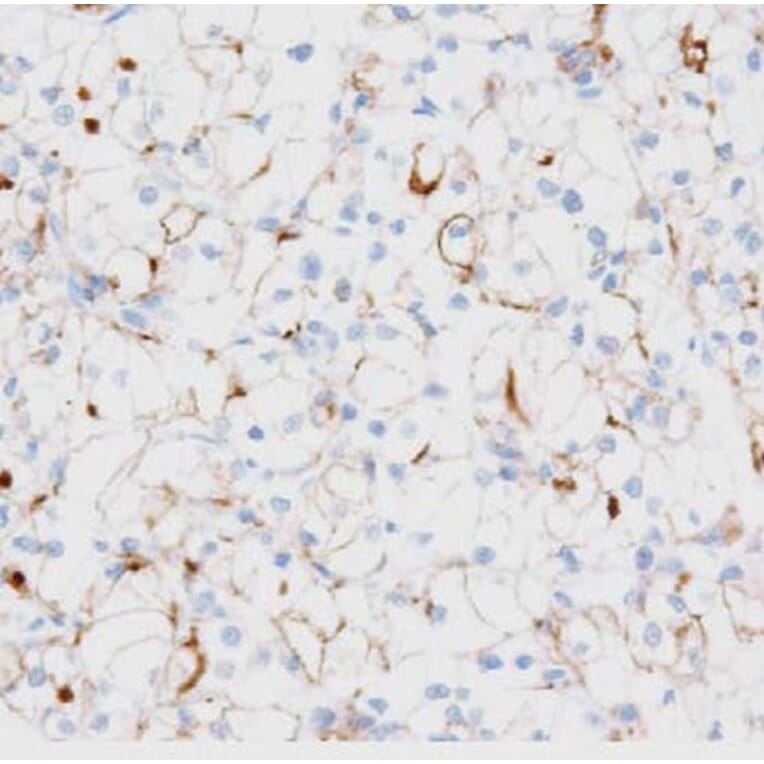 Validation Data - Anti-TIM3 Antibody [G003.1] (A304570)