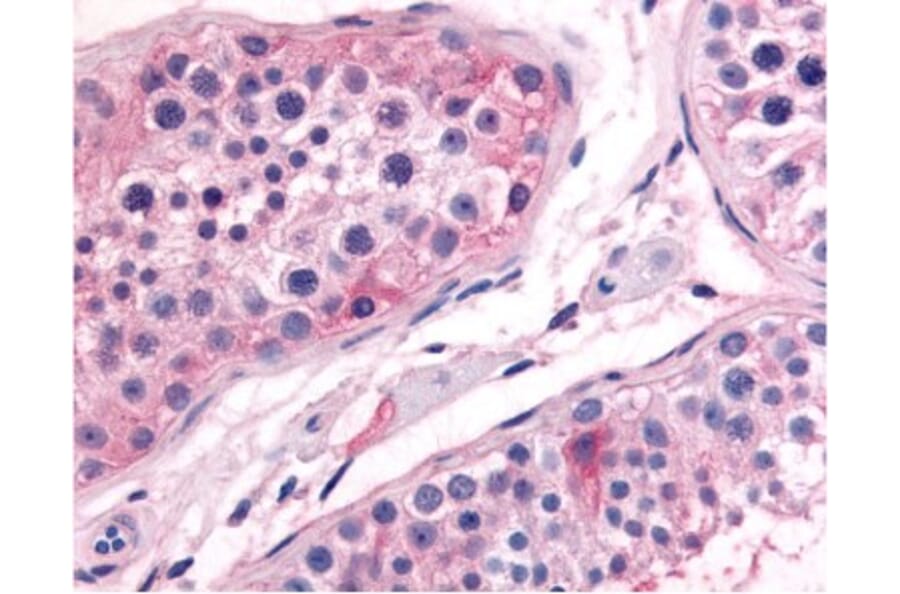 Validation Data - Anti-Prostaglandin E Synthase Antibody (A304575)