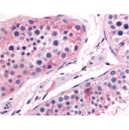 Validation Data - Anti-Prostaglandin E Synthase Antibody (A304575)