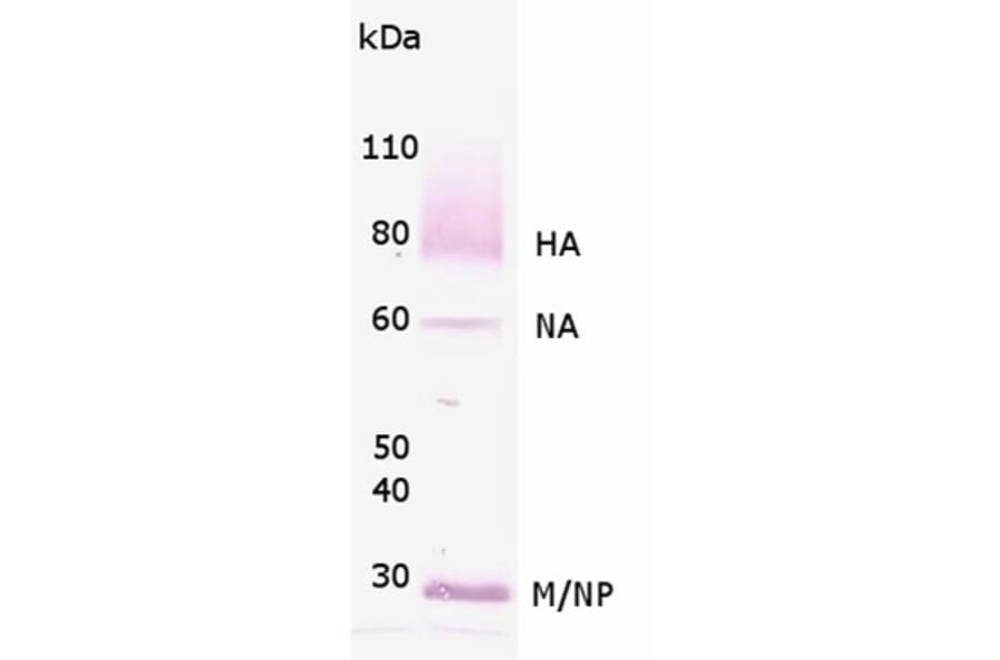 Validation Data - Anti-Influenza A Virus H1N1 Antibody (A304590)