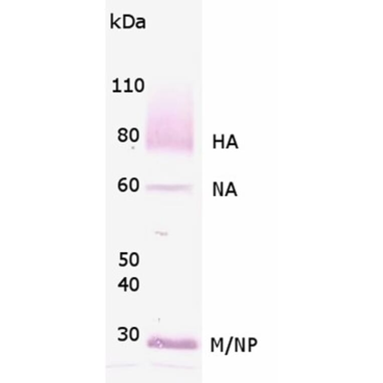 Validation Data - Anti-Influenza A Virus H1N1 Antibody (A304590)