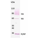 Validation Data - Anti-Influenza A Virus H1N1 Antibody (A304590)