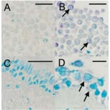 Validation Data - Anti-Rhinovirus 16 Antibody [R16-7] - BSA and Azide free (A304636)