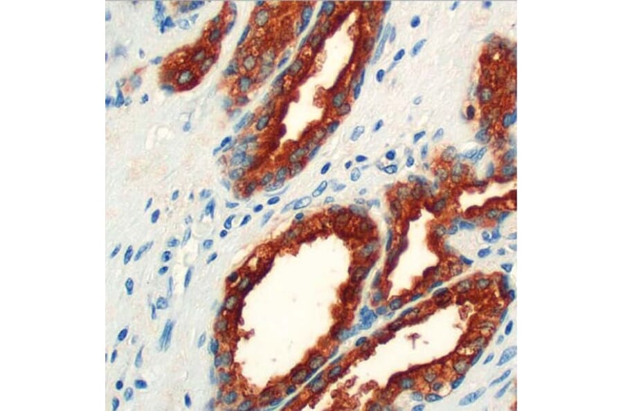 Validation Data - Anti-PSAP Antibody [G655.1] (A304641)