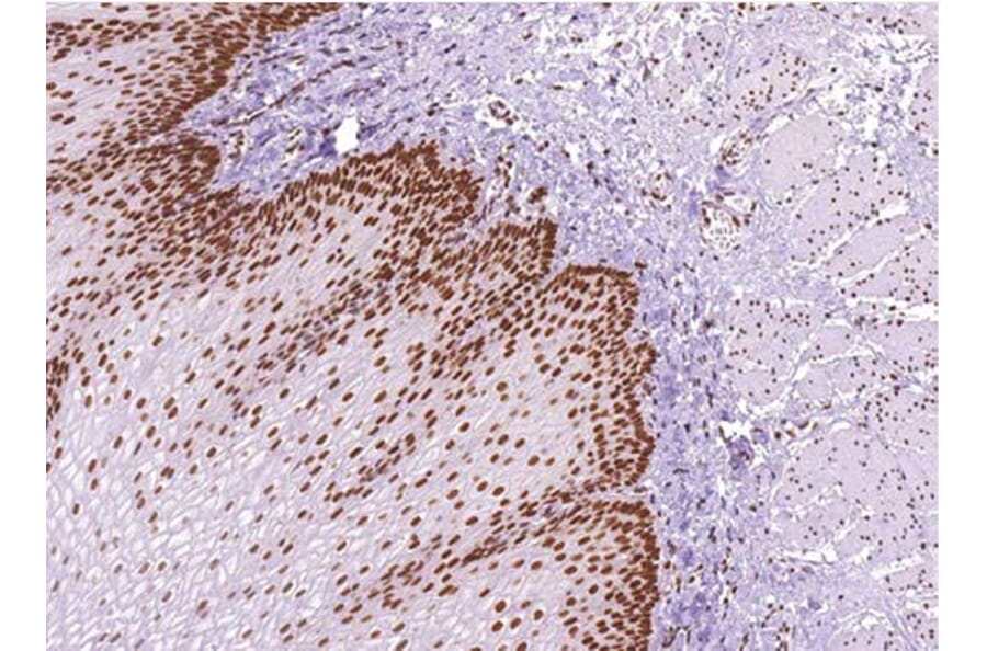 Validation Data - Anti-MLH1 Antibody [G409.1] (A304642)