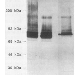 Validation Data - Anti-Streptococcus pneumoniae Antibody [XI126] - BSA and Azide free (A304645)