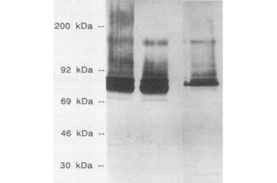 Validation Data - Anti-Streptococcus pneumoniae Antibody [XI126] - BSA and Azide free (A304645)