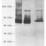 Validation Data - Anti-Streptococcus pneumoniae Antibody [XI126] - BSA and Azide free (A304645)