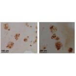 Validation Data - Anti-CLAC-P Antibody - BSA and Azide free (A304660)