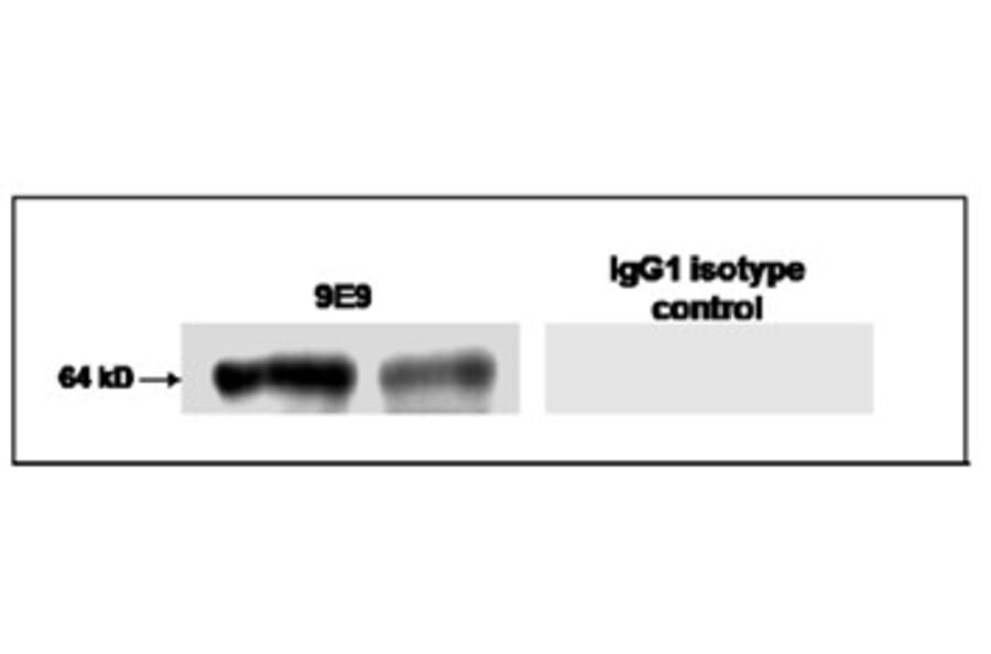 Validation Data - Anti-Glypican-1 Antibody [9-E9] - BSA and Azide free (A304666)