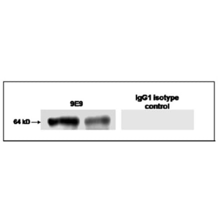 Validation Data - Anti-Glypican-1 Antibody [9-E9] - BSA and Azide free (A304666)