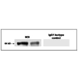 Validation Data - Anti-Glypican-1 Antibody [9-E9] - BSA and Azide free (A304666)
