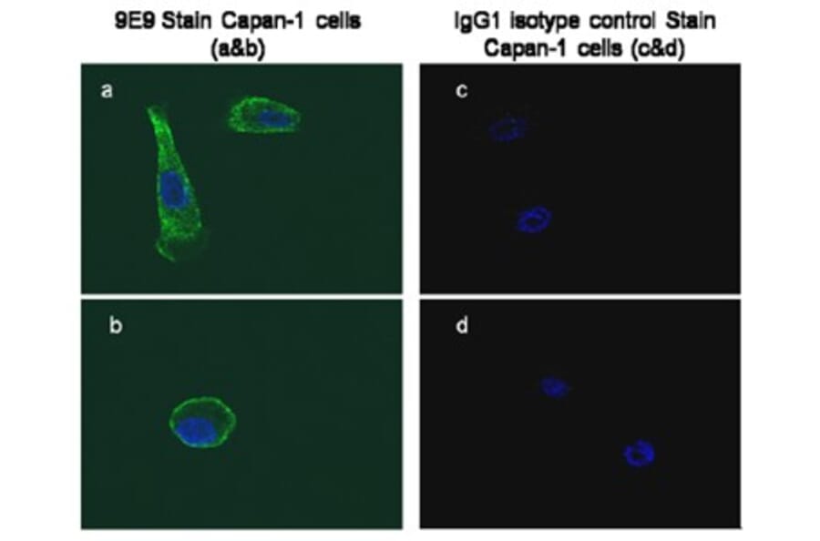Validation Data - Anti-Glypican-1 Antibody [9-E9] - BSA and Azide free (A304666)