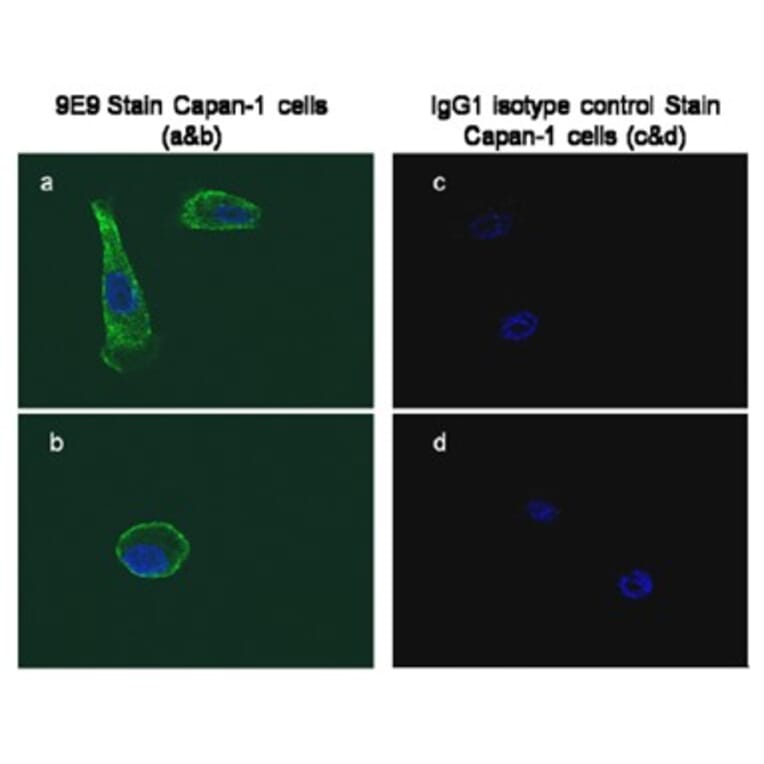 Validation Data - Anti-Glypican-1 Antibody [9-E9] - BSA and Azide free (A304666)