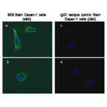 Validation Data - Anti-Glypican-1 Antibody [9-E9] - BSA and Azide free (A304666)