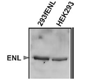 Validation Data - Anti-ENL Antibody [3.1.1] - BSA and Azide free (A304667)