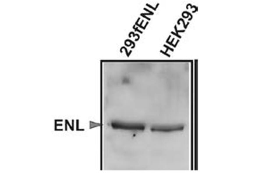 Validation Data - Anti-ENL Antibody [3.1.1] - BSA and Azide free (A304667)