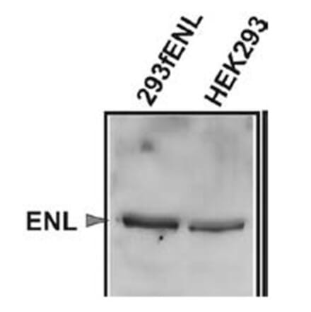 Validation Data - Anti-ENL Antibody [3.1.1] - BSA and Azide free (A304667)