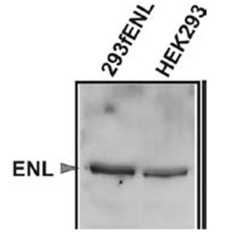 Validation Data - Anti-ENL Antibody [3.1.1] - BSA and Azide free (A304667)