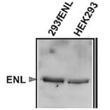 Validation Data - Anti-ENL Antibody [3.1.1] - BSA and Azide free (A304667)