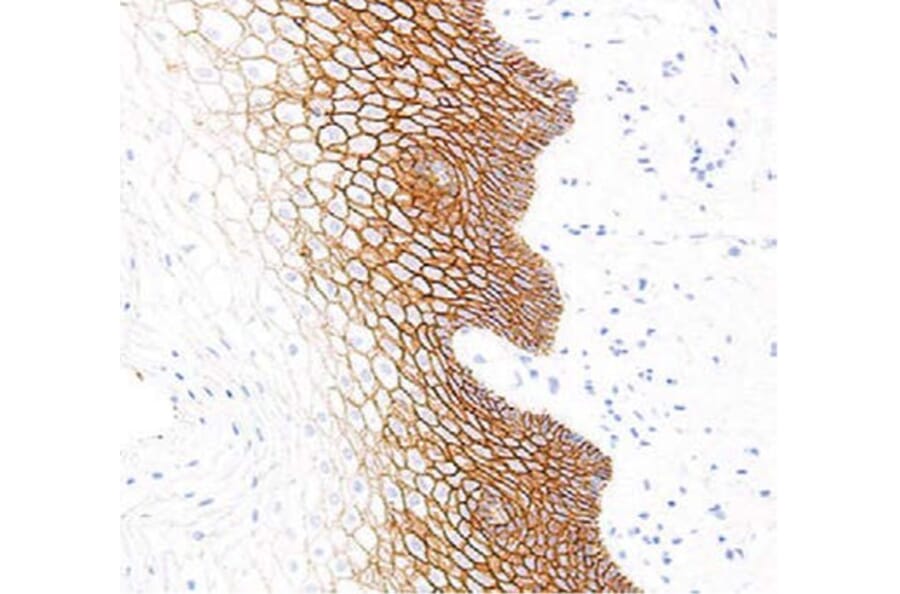 Validation Data - Anti-E-Cadherin Antibody [G564.1] (A304674)