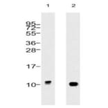 Validation Data - Anti-Ubiquitin Antibody [5B9.B3] - BSA and Azide free (A304692)