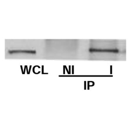 Validation Data - Anti-ch-TOG Antibody (A304698)