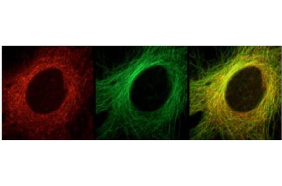 Validation Data - Anti-ch-TOG Antibody (A304698)
