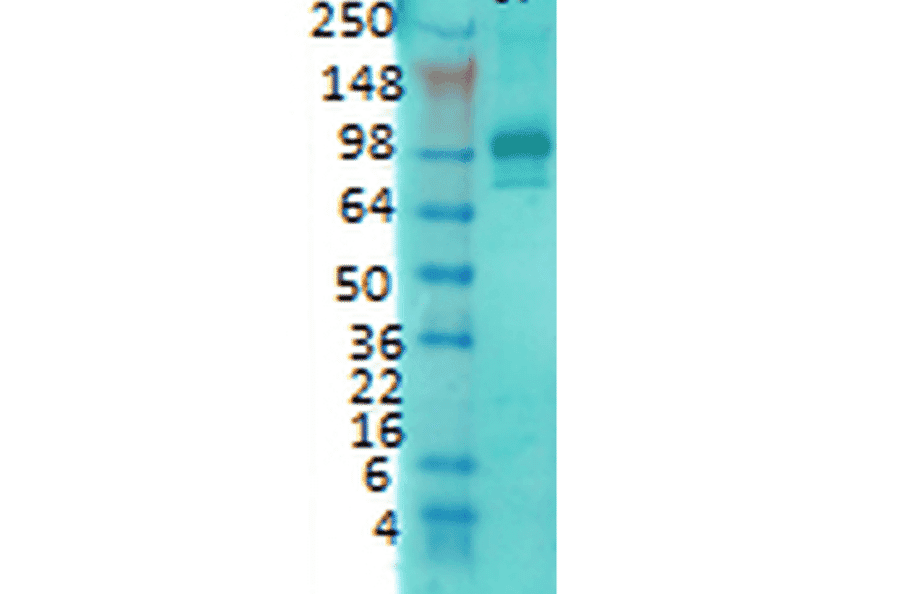 Western Blot - Anti-PSD95 Antibody [7E3] (A304702) - Antibodies.com
