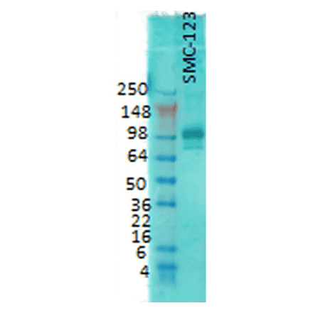 Western Blot - Anti-PSD95 Antibody [7E3] (A304702) - Antibodies.com