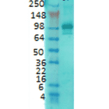 Western Blot - Anti-PSD95 Antibody [7E3] (A304702) - Antibodies.com
